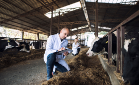 workers taking notes as they look at cattle in a stable.