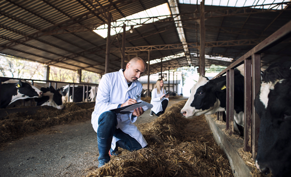 workers taking notes as they look at cattle in a stable.